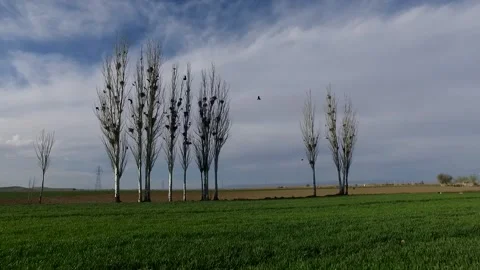 A stunning captures leafless trees against a lush green, stock footage. Stock Footage 304783399