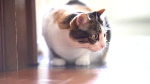 Stunning Cat - Footage Stock Footage 304246287