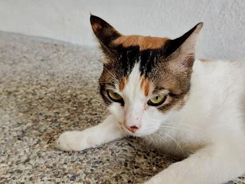 A stunning cat Stock Photos