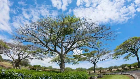 Stunning Center Round About Tree Blue sky and white clouds Monkey Pod Stock Footage 117406011