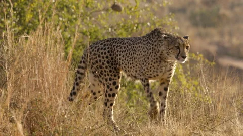 Stunning Cheetah Side Profile as She Turns and Walks To Camera Stock Footage 277557772