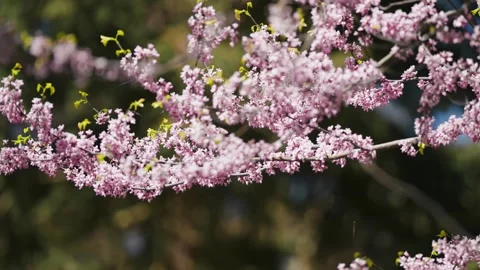 Stunning cherry trees in full bloom. Small pink flowers cover the delicate Stock-Footage 246852879