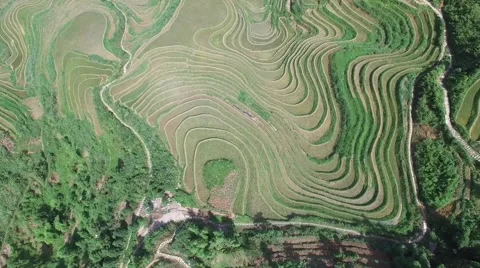STUNNING CINEMATIC OVERHEAD AERIAL SHOT OF JINKENG RICE TERRACES GUILIN CHINA Stock Footage