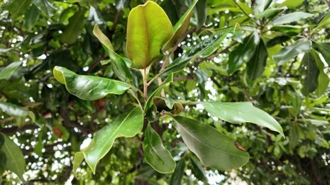 A stunning close-up of an apple tree branch Vídeos de archivo 315183718