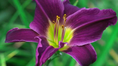 Stunning close up of a deep purple lily flower blooming in a lush green garden Stock Footage 329155558