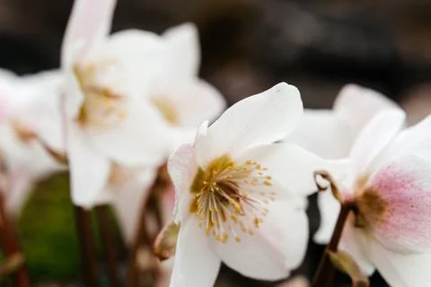 A stunning close-up of delicate white crocus flowers blooming in early spring Stock Photos