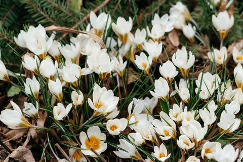 A stunning close-up of delicate white crocus flowers blooming in early spring Stock Photos