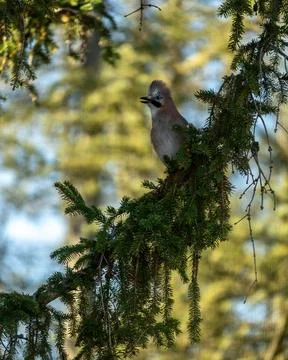 Stunning close-up of an Eurasian Jay (Garrulus glandarius) resting on a deep Stock Photos