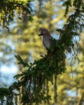 Stunning close-up of an Eurasian Jay (Garrulus glandarius) resting on a deep Stock Photos