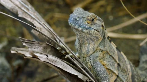 Stunning Close-up of a Green Iguana Lizard Stock Footage 236505603