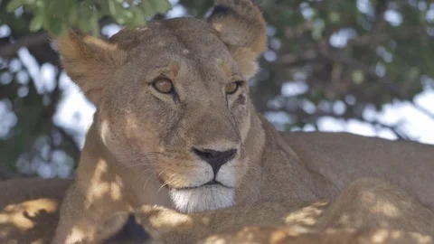 Stunning close-up of lioness looking at the camera Stock Footage 84681503