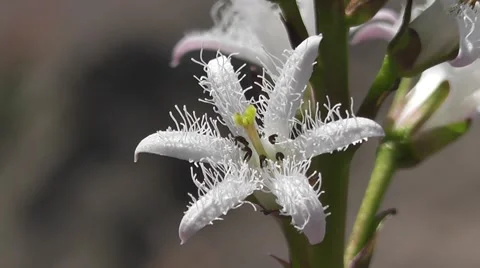 Stunning Close up Macro of White Hexagon Geometry Based Flower in Spring Stock-Footage 50769162