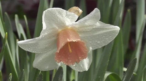 Stunning Close up Rain soaked Easter Spring Daffodil Flower in Sunshine Stock-Footage 50307396