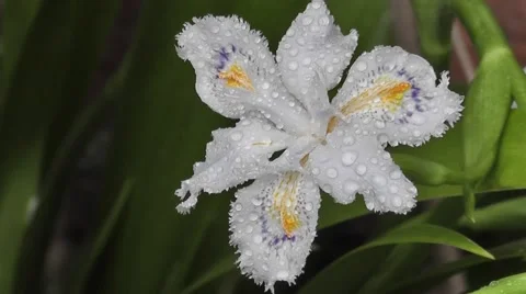 Stunning Close up Rain Soaked Iris Flower in Spring Sunshine Stock-Footage 50307391
