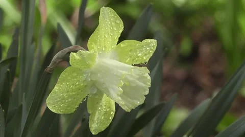 Stunning Close up Rain Soaked Spring Easter Daffodil Flowerin Sunshine Stock-Footage 50307427