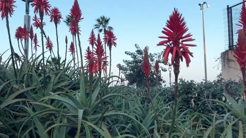 Stunning Close Up Of Red Flowers and Aloe Vera Stock Footage 339323822