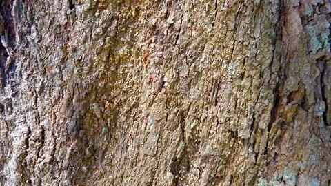 A stunning close-up of the rough, time-worn bark of the eru or sea pine tree Stock Photos