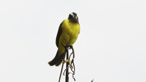 A stunning close-up of the Rusty-margined Flycatcher (Myiozetetes cayanensis) Stock-Footage 338262240