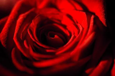 Stunning close-up view of a vibrant red rose flower in full bloom Stock Photos