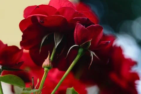 Stunning close-up view of vibrant red roses blooming in a lush garden Stock Photos