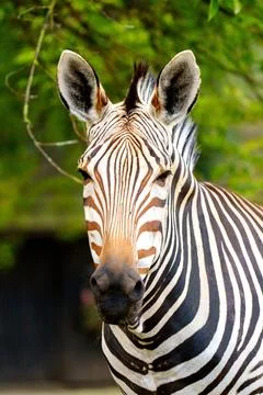 A stunning close-up of a zebra s face in Luxemburg. The zebra gazes calmly at Stock Photos