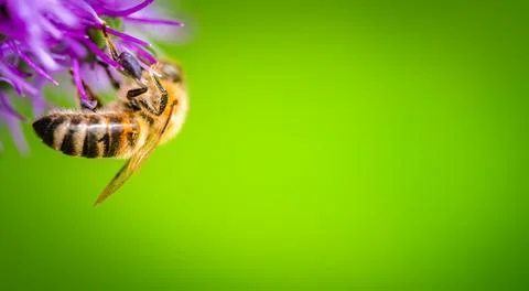 A Stunning Closeup of a Bee Pollinating a Beautiful Flower Against a Vibran.. Stock Photos