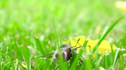 A Stunning CloseUp of a Beetle Crawling on Lush Grass in Its Natural Environment Stock Footage 312281979