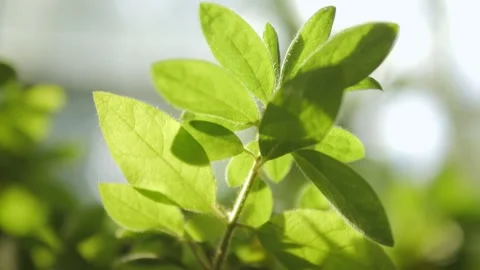 A stunning closeup capture of vibrant fresh green leaves, beautifully Stock Footage 295943546