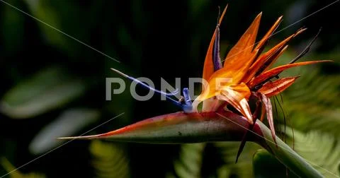 Stunning closeup of preening Bird of Paradise Stock Photos