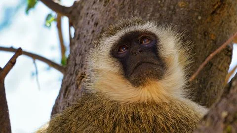 A Stunning Closeup of a Thoughtful Monkey Captured in Its Natural Habitat and Stock Photos