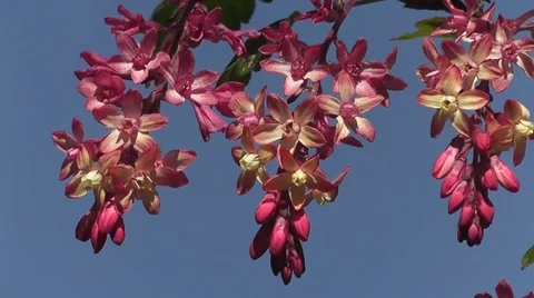 Stunning Closeup of Vibrant Fireflower Spring Flowers Against Blue Skies Stock-Footage 50770168