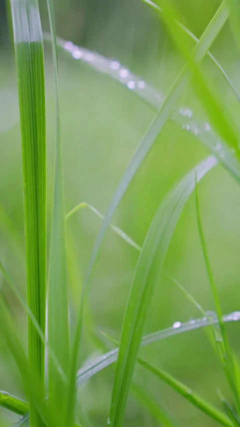 A Stunning CloseUp View of Dewy Grass Blades Perfectly Set Against a Lush and Stock Footage 312980465