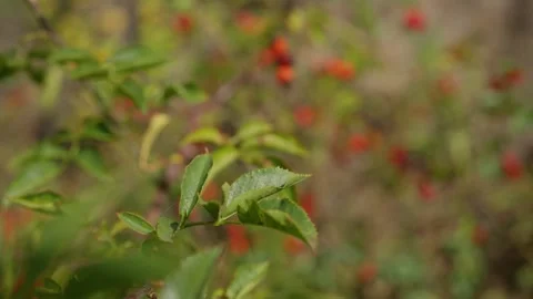 A stunning closeup view of vibrant rose hip, red berries on lush green foliage Video stock 319314749