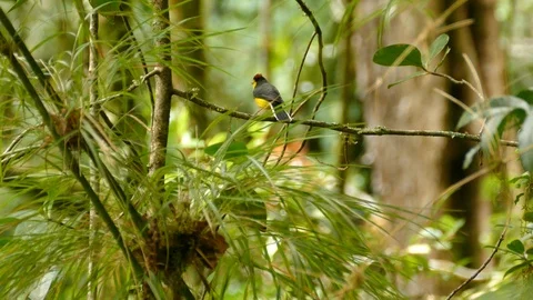 Stunning collared redstart bird native and only found in Costa Rica Stock Footage 126813405