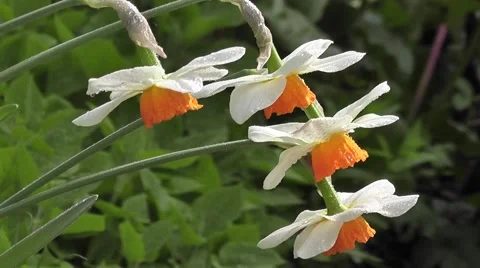 Stunning Collection of Spring Easter Daffodil Flowers Close up Stock-Footage 50307415