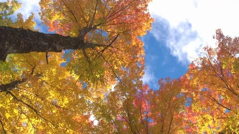 Stunning colorful fall foliage fluttering in autumn wind on sunny forest trees Stock Footage