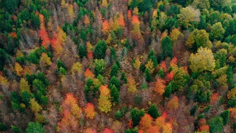 Stunning Colorful Tree Tops in the mountain Stock Footage 219735829