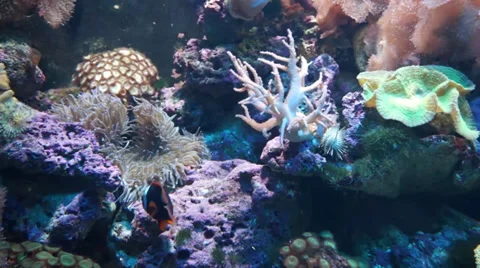 Stunning corals Stock Footage 34270158