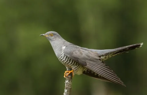 A stunning Cuckoo, Cuculus canorus, perching on a branch. Stock Photos
