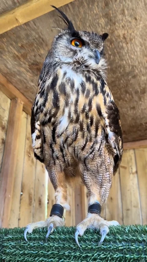 Stunning Details of a Regal Eagle-Owl Perched on a Glove Stock Footage 343115373
