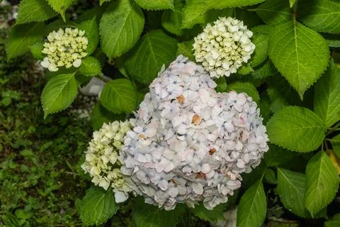 Stunning display of hydrangea progression, featuring flowers in budding, bl.. 写真素材