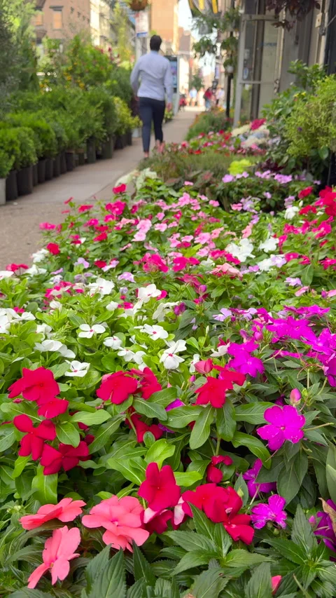 Stunning displays on the sidewalk at Flower District in Chelsea in New York City Vídeos de archivo 343880283