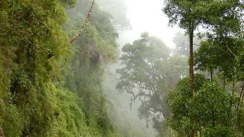 Stunning dramatic vertical view of lush cloudforest in Costa Rica Stock Footage 126809703