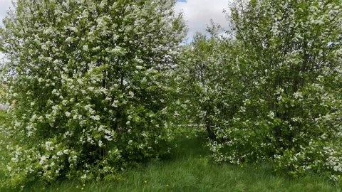 Stunning drone flight over flowering trees in a vibrant green landscape Stock Footage 308713966