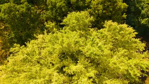 Stunning Drone Shot of Autumn Forest with Vibrant Red and Gold Trees Stock Footage 336594943