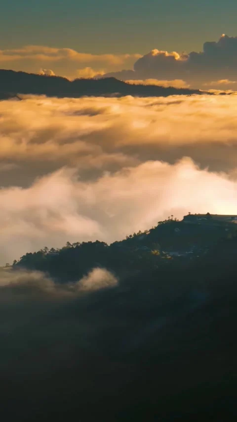 Stunning Drone Shot  Dense Forest with Thick Mist Rising (Vertical) Video Stock Footage 321664389