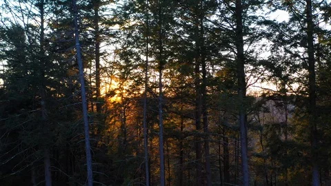 Stunning drone tracking at sunset along pine trees Stock Footage 129087194