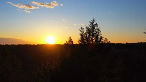 Stunning drone tracking at sunset atop pine trees Stock Footage 128777440