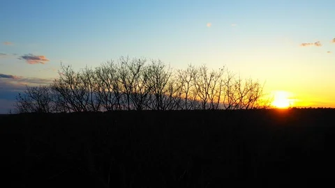 Stunning drone tracking at sunset atop bare oak trees Stock Footage 128970860