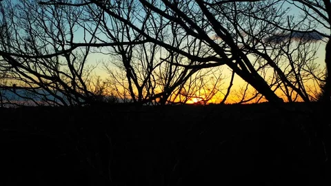 Stunning drone tracking at sunset through bare oak limbs Stock Footage 128712480